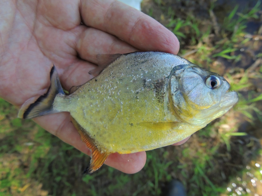 Red Ruby Piranha