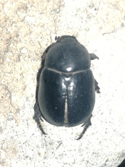 Pentodon bidens punctatus