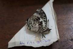 Charaxes etesipe etesipe