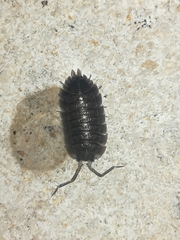 Porcellio obsoletus