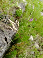 Helictotrichon desertorum