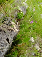 Helictotrichon desertorum