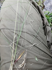 Helictotrichon desertorum