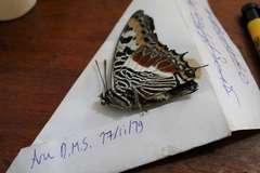 Charaxes castor castor