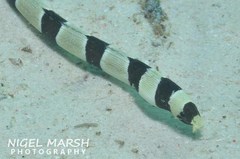 Myrichthys colubrinus