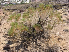 Ericameria laricifolia