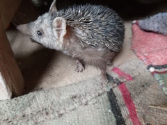 Hemiechinus collaris
