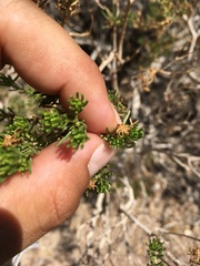 Ericameria laricifolia