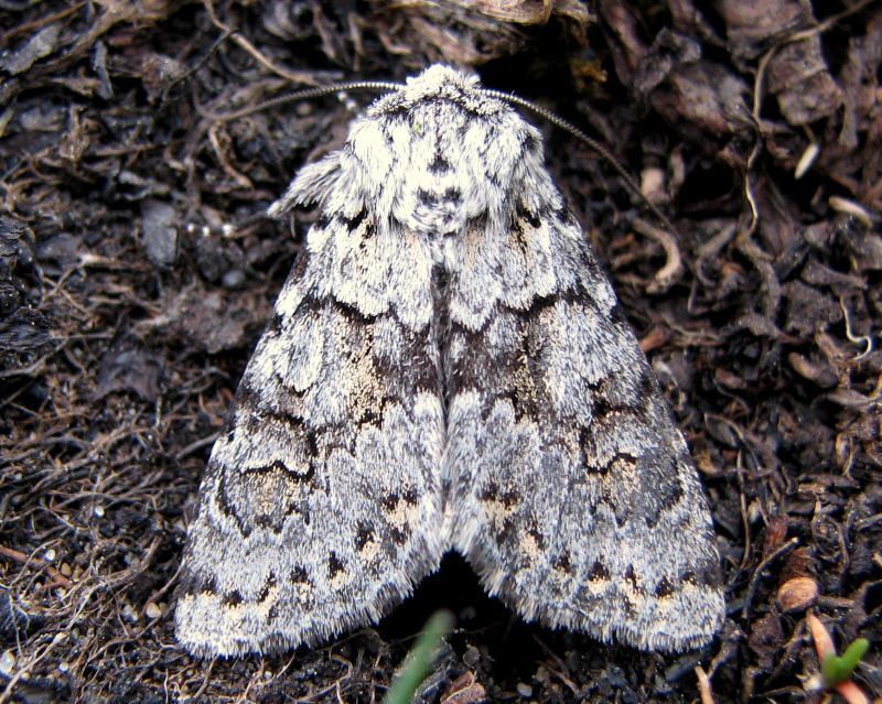 Lasionycta mutilata