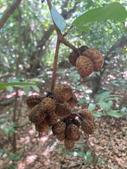 Cynometra ramiflora, photograph (c) fletchermoore, some rights reserved (CC BY)