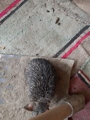 Hemiechinus collaris