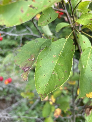 Image of Prunus nigra by (c) Toby Rowland, some rights reserved (CC BY)