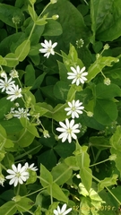Stellaria bungeana