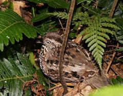 Turnix melanogaster