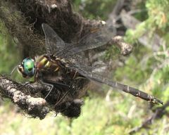 Somatochlora cingulata