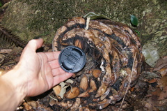 Araucaria bidwillii