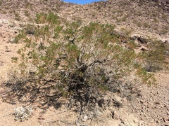 Ericameria laricifolia