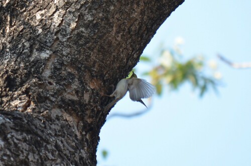Green-capped Eremomela (Eremomela scotops), photo 9