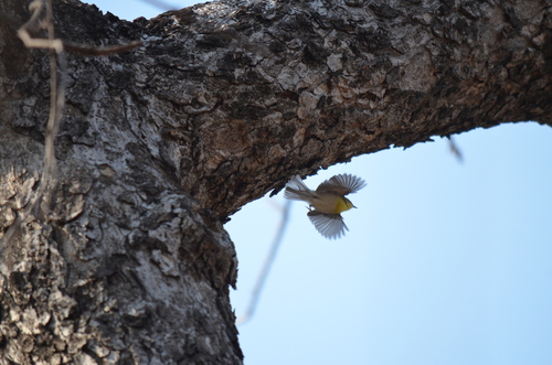 Green-capped Eremomela (Eremomela scotops), photo 10
