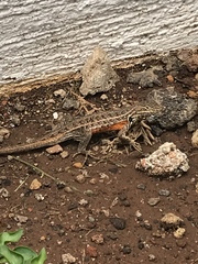 Sceloporus scalaris