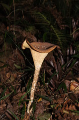 Pleurotus tuber-regium
