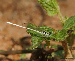 Agriocnemis lacteola