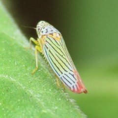 Graphocephala aurora