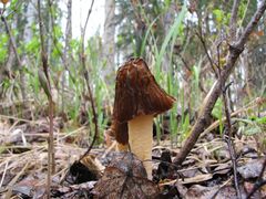Verpa bohemica