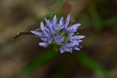 Gilia capitata capitata