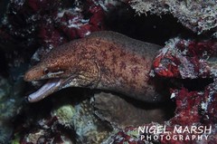 Gymnothorax zonipectis