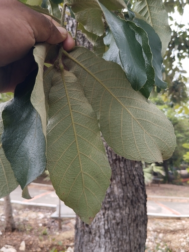Quercus peduncularis