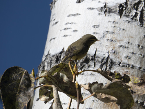 Tickell's Leaf Warbler (Phylloscopus affinis), photo 4