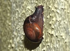 Macrochlamys nitidissima