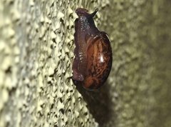 Macrochlamys nitidissima