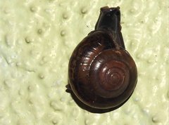 Macrochlamys nitidissima