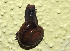 Macrochlamys nitidissima