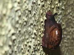 Macrochlamys nitidissima