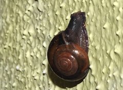 Macrochlamys nitidissima