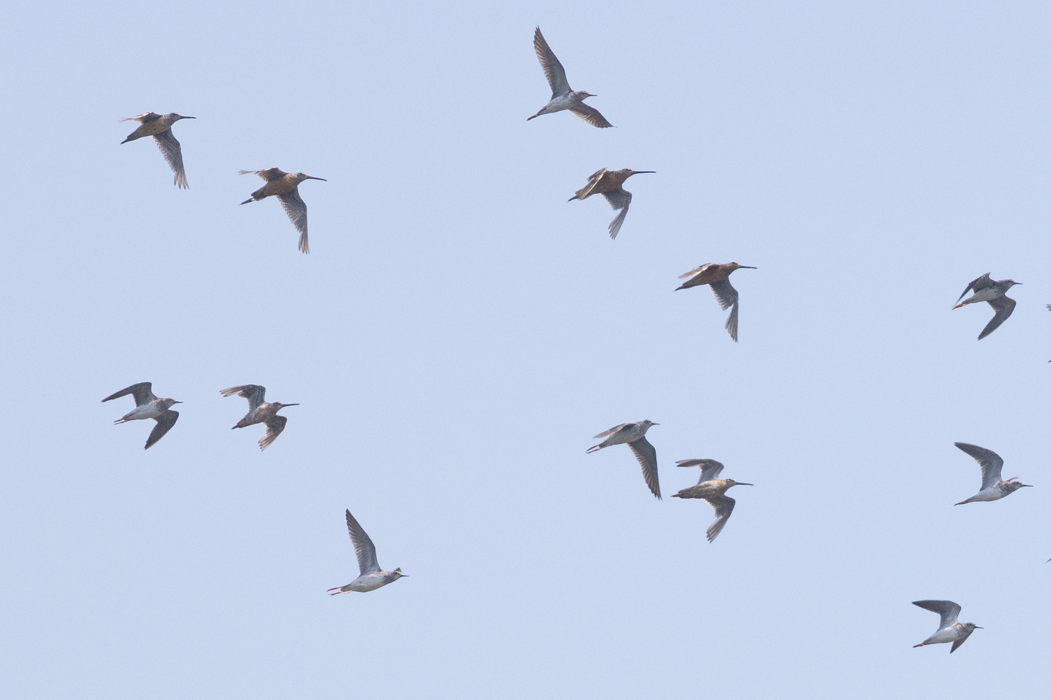 Short-billed Dowitcher