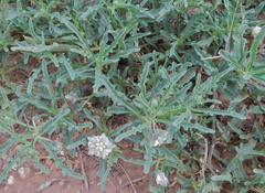 Chamaesaracha coronopus