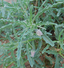 Chamaesaracha coronopus