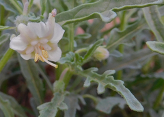 Chamaesaracha coronopus