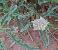 Chamaesaracha coronopus
