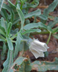 Chamaesaracha coronopus