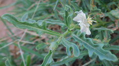 Chamaesaracha coronopus