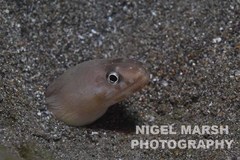 Gymnothorax albimarginatus