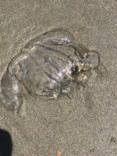 Semaeostomeae