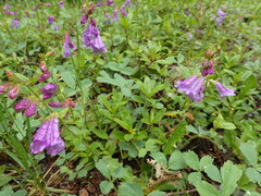 Penstemon cardwellii