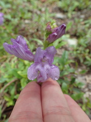 Penstemon cardwellii