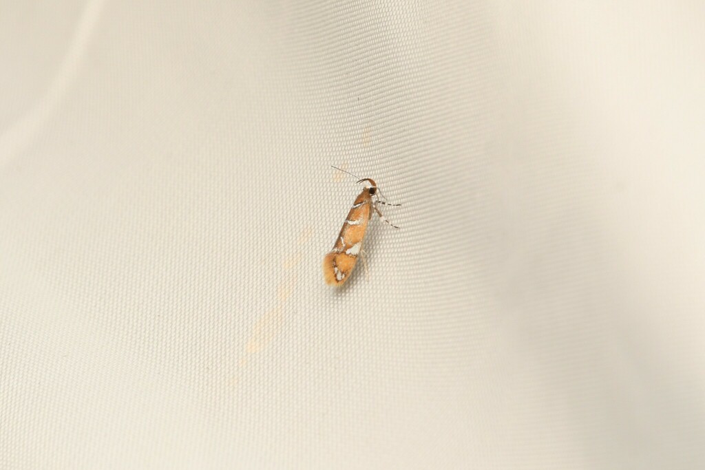 Promalactis jezonica